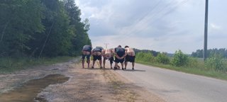 2024 letní Orlice stavěcí