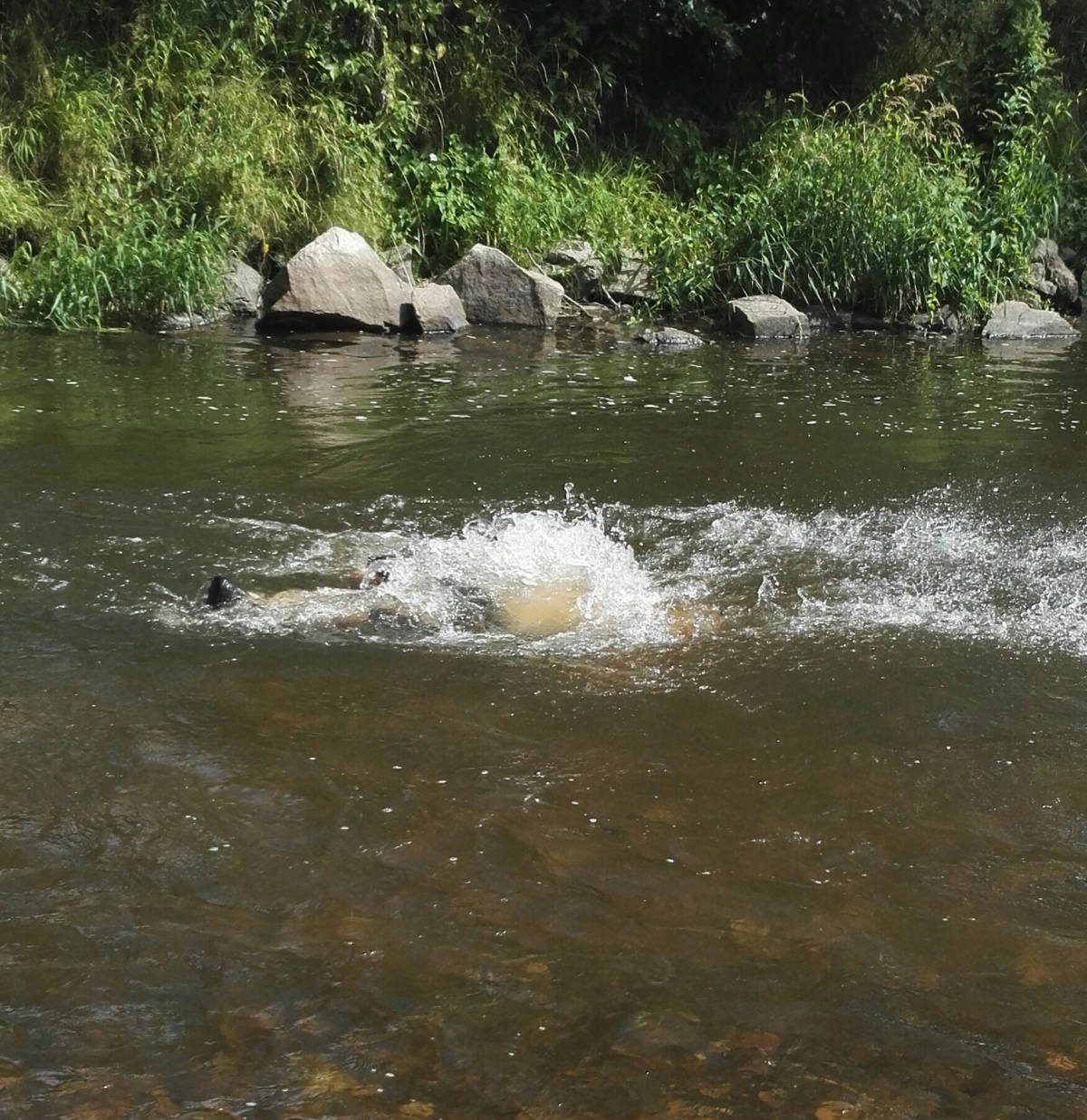 img00056.jpg